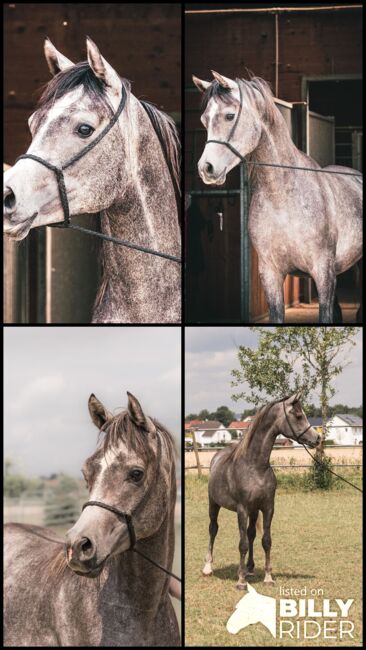 Wunderschöner 2jähriger Vollblutaraber, ASAM Arabian horses, Horses For Sale, Ulm, Image 6
