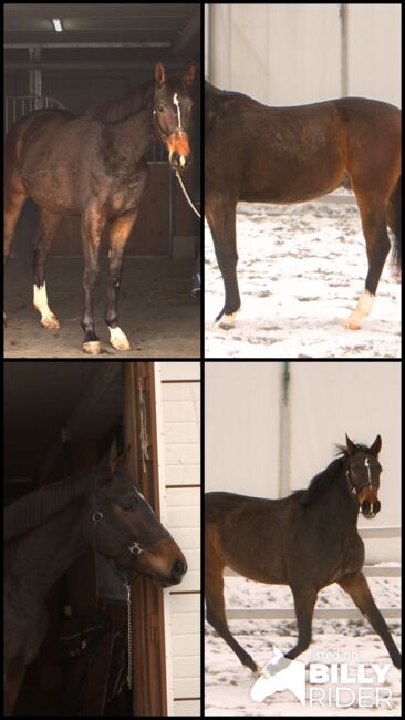 piękny 3 letni wałach gotowy do zajazdki, Magdalena, Horses For Sale, Toporzysko, Image 6