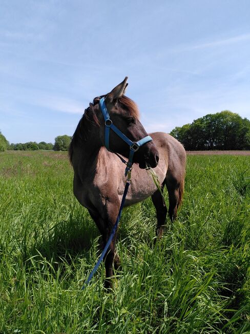 Beautiful 3 year old Quarterhorse-Criollo mare, Katarzyna Molga, Horses For Sale, Hamburg