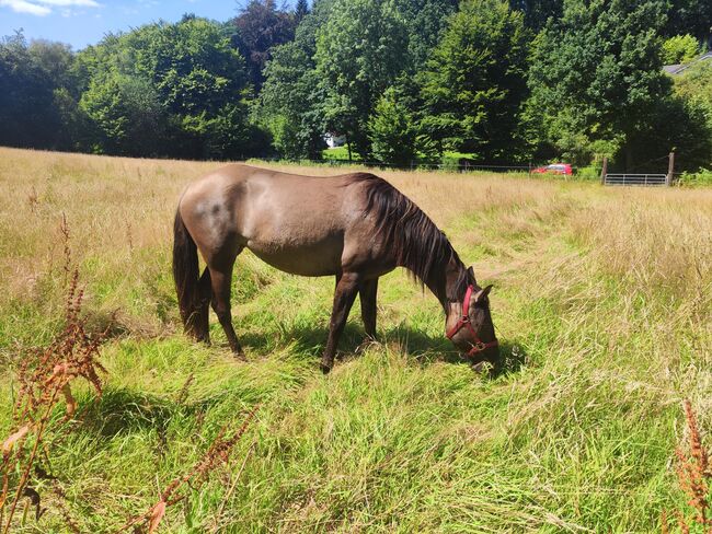 Beautiful 3 year old Quarterhorse-Criollo mare, Katarzyna Molga, Horses For Sale, Hamburg, Image 5