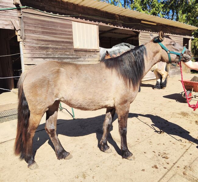 Beautiful 3 year old Quarterhorse-Criollo mare, Katarzyna Molga, Horses For Sale, Hamburg, Image 6