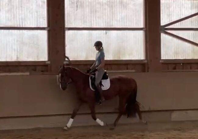 Wunderschöne 4-jährige Fuchsstute mit Top-Abstammung, Andrea Harrer, Horses For Sale, Hof, Image 4