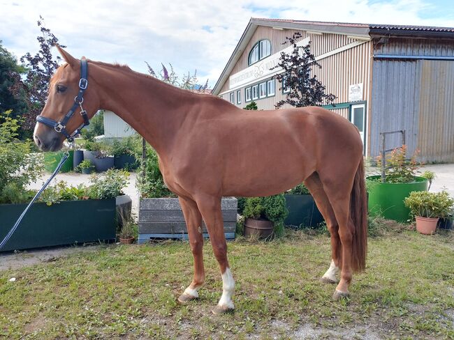 Wunderschöne 4-jährige Fuchsstute mit Top-Abstammung, Jasmin Harrer, Horses For Sale, Hof, Image 2