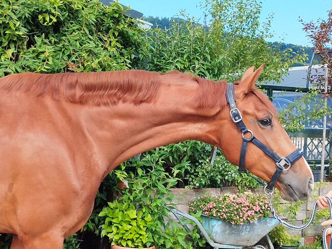Wunderschöne 4-jährige Fuchsstute mit Top-Abstammung, Jasmin Harrer, Horses For Sale, Hof, Image 4