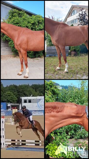Wunderschöne 4-jährige Fuchsstute mit Top-Abstammung, Jasmin Harrer, Horses For Sale, Hof, Image 8