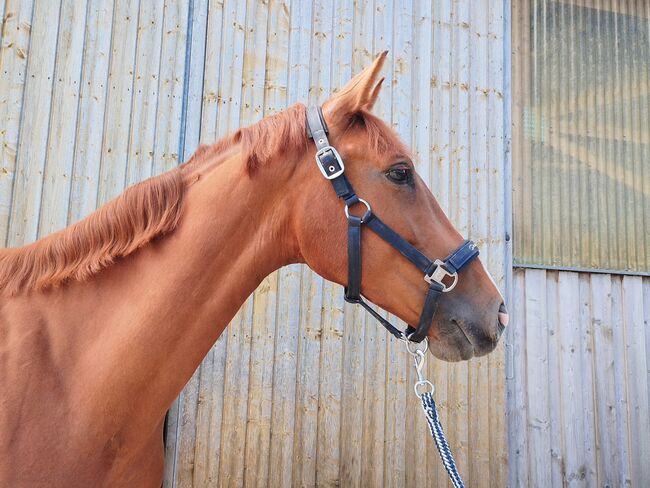 Wunderschöne 4-jährige Fuchsstute mit Top-Abstammung, Jasmin Harrer, Horses For Sale, Hof, Image 5