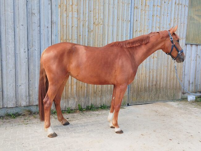 Wunderschöne 4-jährige Fuchsstute mit Top-Abstammung, Jasmin Harrer, Horses For Sale, Hof, Image 7