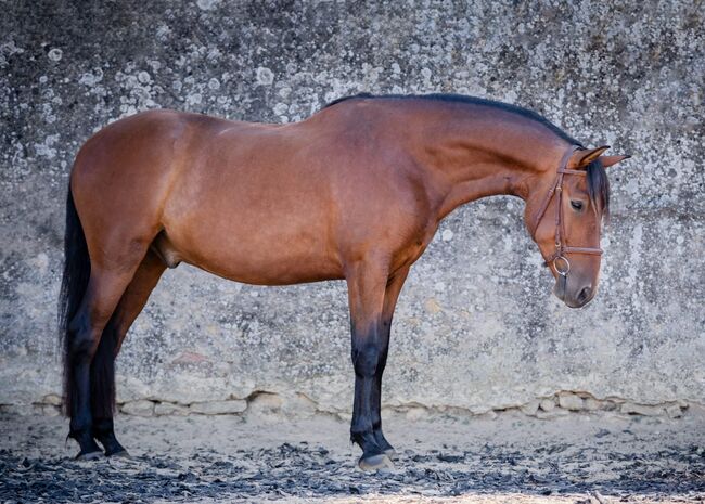 Schöner 5 jähriger PRE Wallach mit hervorragenden Grundgangarten, Marie Stark, Horses For Sale, Göllheim, Image 2