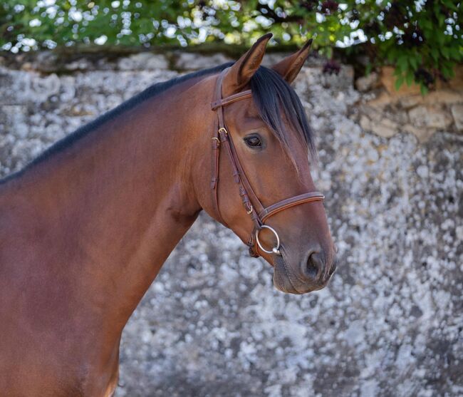 Schöner 5 jähriger PRE Wallach mit hervorragenden Grundgangarten, Marie Stark, Horses For Sale, Göllheim, Image 3