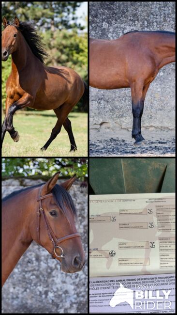 Schöner 5 jähriger PRE Wallach mit hervorragenden Grundgangarten, Marie Stark, Horses For Sale, Göllheim, Image 7