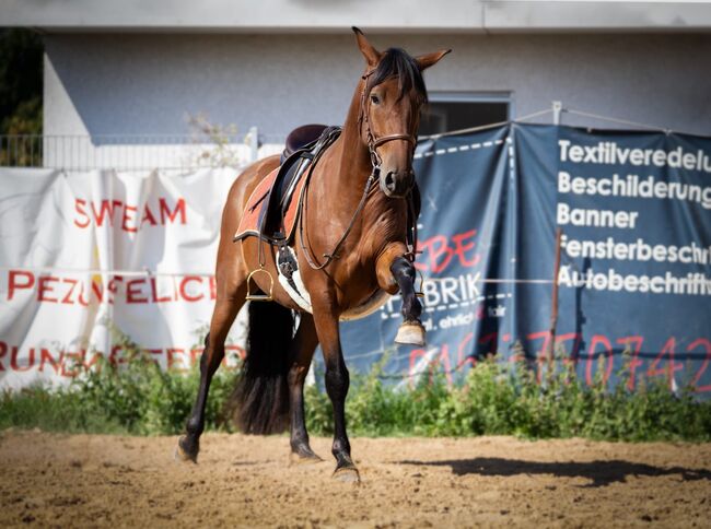 Schöner 5 jähriger PRE Wallach mit hervorragenden Grundgangarten, Marie Stark, Horses For Sale, Göllheim, Image 5
