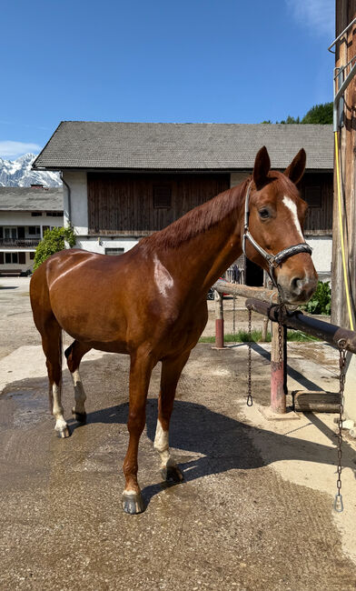 Bildschöner 7 jähriger Dressur Wallach sucht einen Traumplatz!, Barbara Freitag, Horses For Sale, Obergäu, Image 3