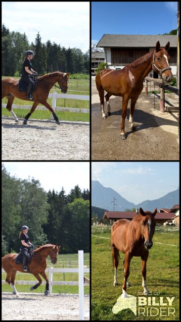 Bildschöner 7 jähriger Dressur Wallach sucht einen Traumplatz!, Barbara Freitag, Horses For Sale, Obergäu, Image 5