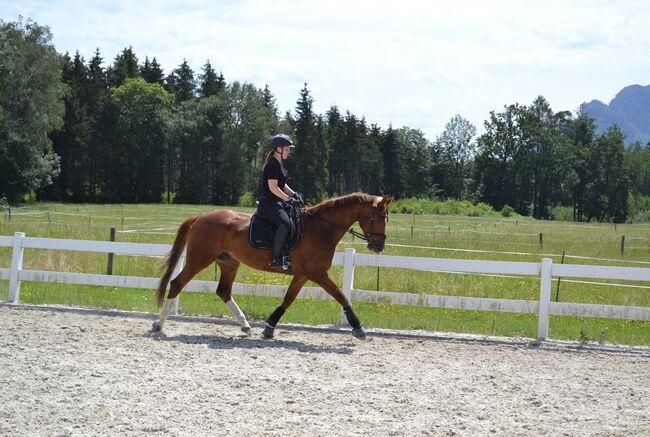 Bildschöner 7 jähriger Dressur Wallach sucht einen Traumplatz!, Barbara Freitag, Horses For Sale, Obergäu