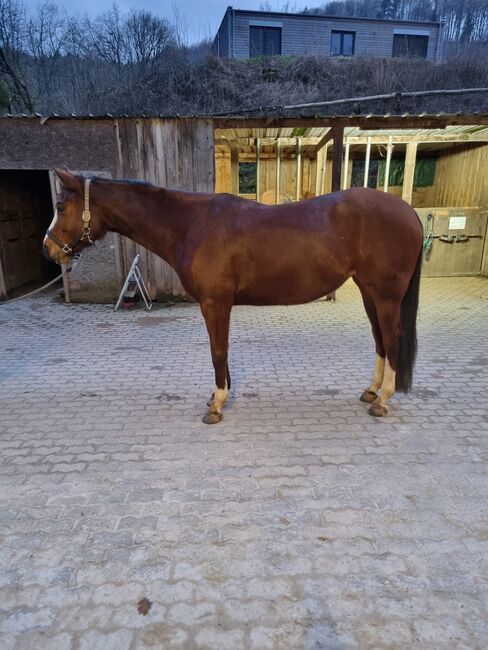 Wunderhübsche 7 jährige Paint Horse Stute sucht 5-Sterne Zuhause, Kerstin Rehbehn (Pferdemarketing Ost), Horses For Sale, Nienburg, Image 3