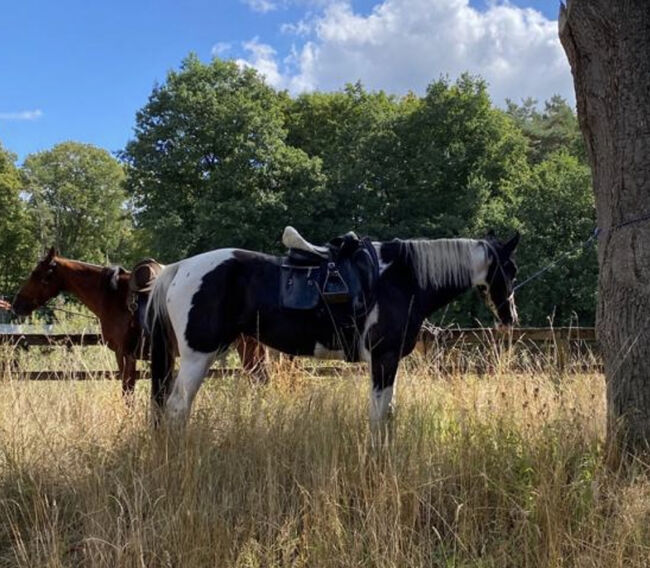 Bildschöne 8-jährige Stute sucht passende Wegbegleitung, Anna Becker , Horses For Sale, Geeste