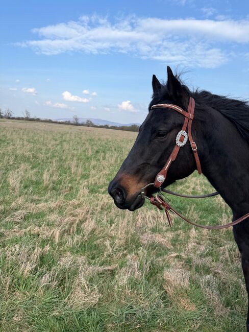 Wunderschöne American Quarter Stute/Zucht zugelassen, Nicole Leuther, Horses For Sale, Lorsch  