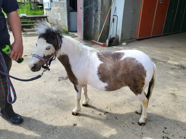 Wunderschöne AMH Stute, Tanja , Horses For Sale, Nürtingen , Image 3