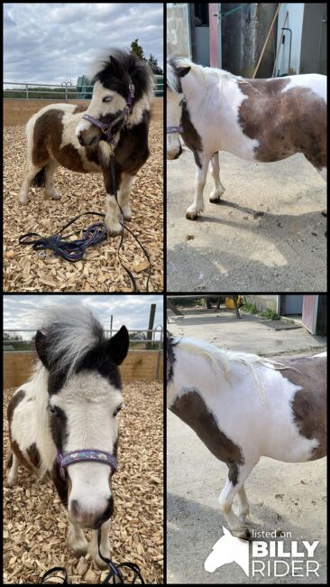 Wunderschöne AMH Stute, Tanja , Horses For Sale, Nürtingen , Image 7