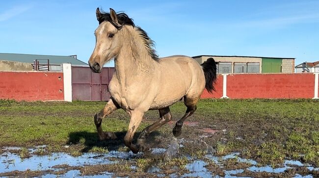 Wunderschöner Andalusier 2 Jahre, Post-Your-Horse.com, Horses For Sale, Rafelguaraf