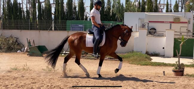 Wunderschöner Andalusier Wallach, Alexander Fischer , Horses For Sale, Los Montesinos , Image 8