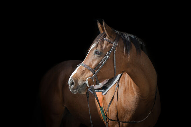 Wunderschöner Anglo-Araber, Pius Allemann, Horses For Sale, Roche (VD), Image 8