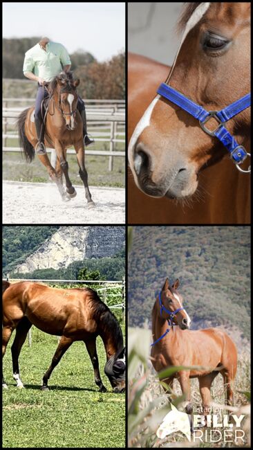 Wunderschöner Anglo-Araber, Pius Allemann, Horses For Sale, Roche (VD), Image 10