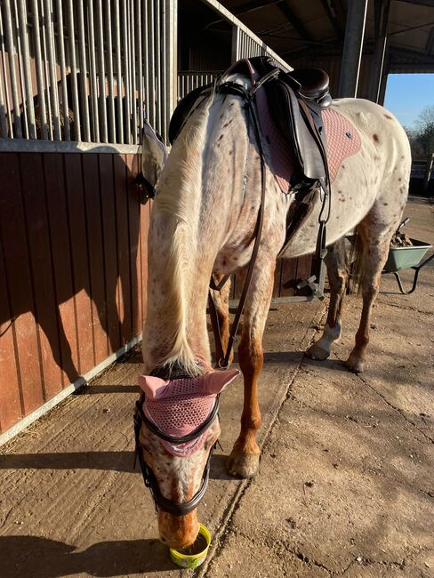 Beautiful Appaloosa Mare, Harriet , Horses For Sale, Chertsey, Image 3