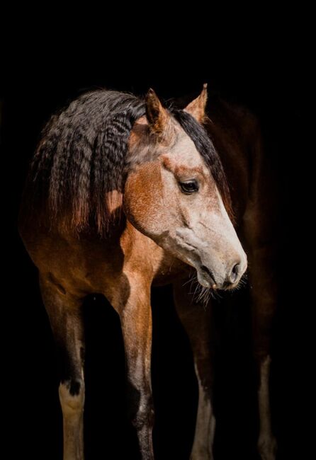 Prachtige arabische jonge hengst - BAHIR IBN BAYESA, Natalie, Horses For Sale