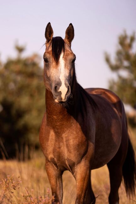 Prachtige arabische jonge hengst - BAHIR IBN BAYESA, Natalie, Horses For Sale, Image 2