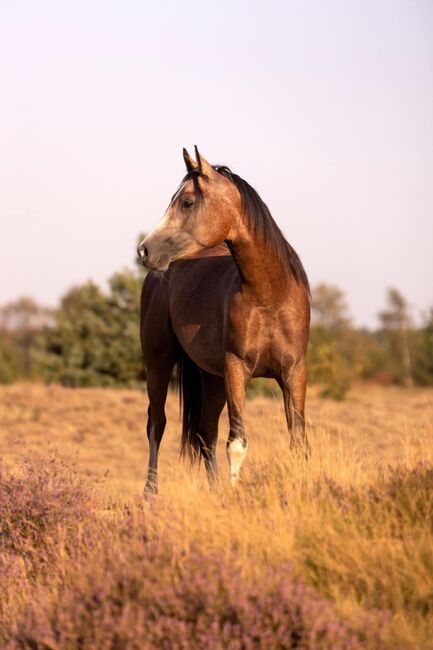 Prachtige arabische jonge hengst - BAHIR IBN BAYESA, Natalie, Horses For Sale, Image 5