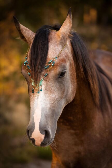 Prachtige arabische jonge hengst - BAHIR IBN BAYESA, Natalie, Horses For Sale, Image 7