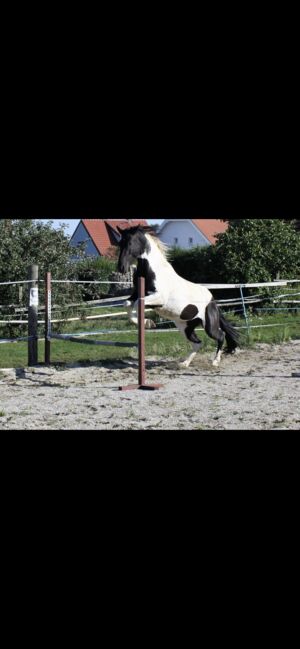 Wunderschöner barock Wallach, Tamaris , Horses For Sale, Gobelsburg, Image 3