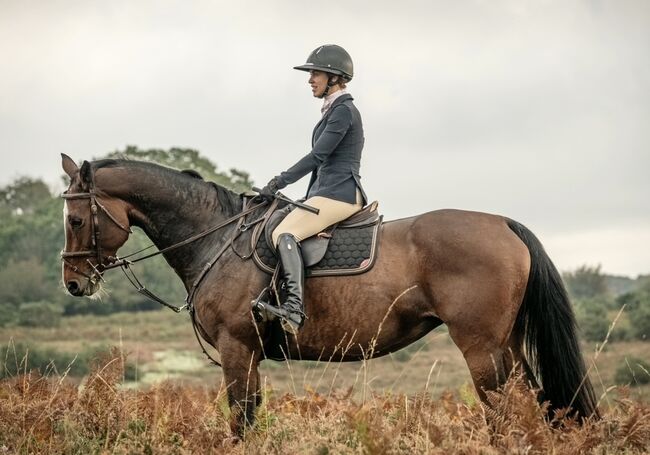 Beautiful Bay - Show Jumper/ Eventer, lucie Lindsay, Pferd kaufen, Pooksgreen, Abbildung 2