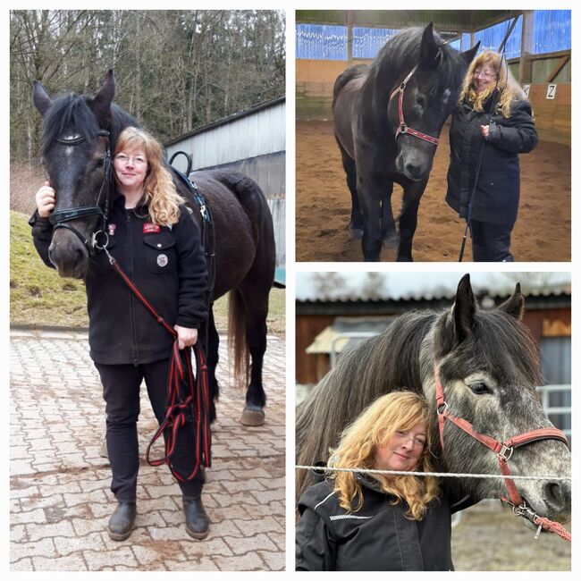 Wunderschöne Zicke sucht Dich! Pflegebeteiligung,Reitbeteiligung gesucht, Polnisches Kaltblut, Muskatschimmel, Melanie, Horse Sharing, Selb, Image 3