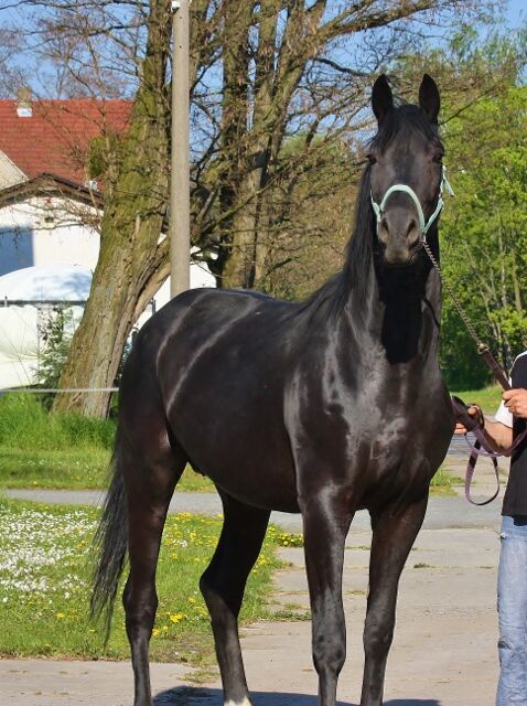Bildschöne schwarze Stute für Zucht und Bodenarbeit, Quadriga Dressurpferde  (Quadriga Dressurpferde ), Horses For Sale, Radeburg