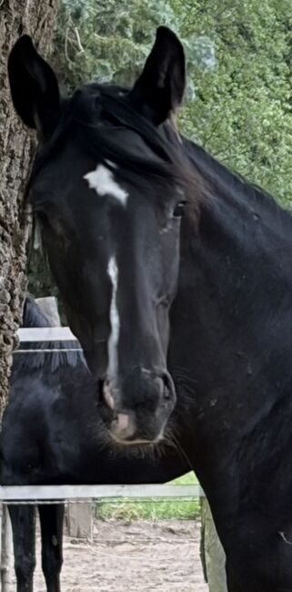 Schöne Rappstute zuverkaufen, Jessy, Horses For Sale, Neustadt am Rübenberge