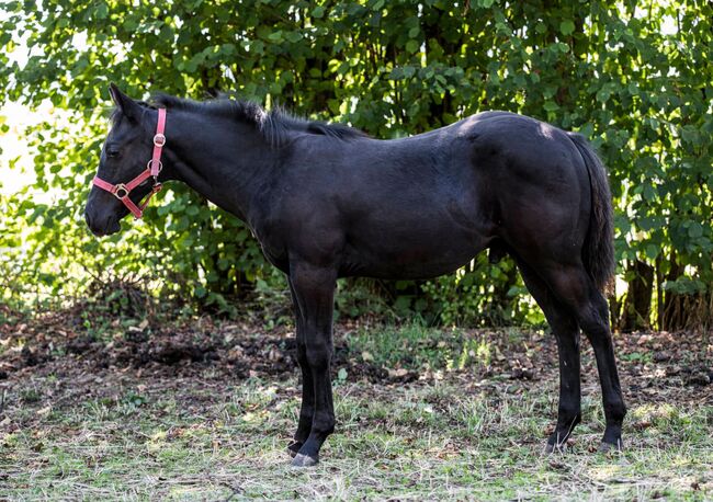 bildhübscher, schwarzer Quarter Horse Hengstabsetzer, Kerstin Rehbehn (Pferdemarketing Ost), Horses For Sale, Nienburg