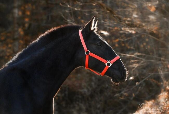 Wunderschöne, schwarze Jungstute, Lisa Jost, Horses For Sale, Hermagor, Image 2