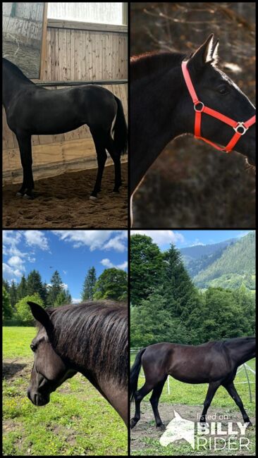 Wunderschöne, schwarze Jungstute, Lisa Jost, Horses For Sale, Hermagor, Image 5