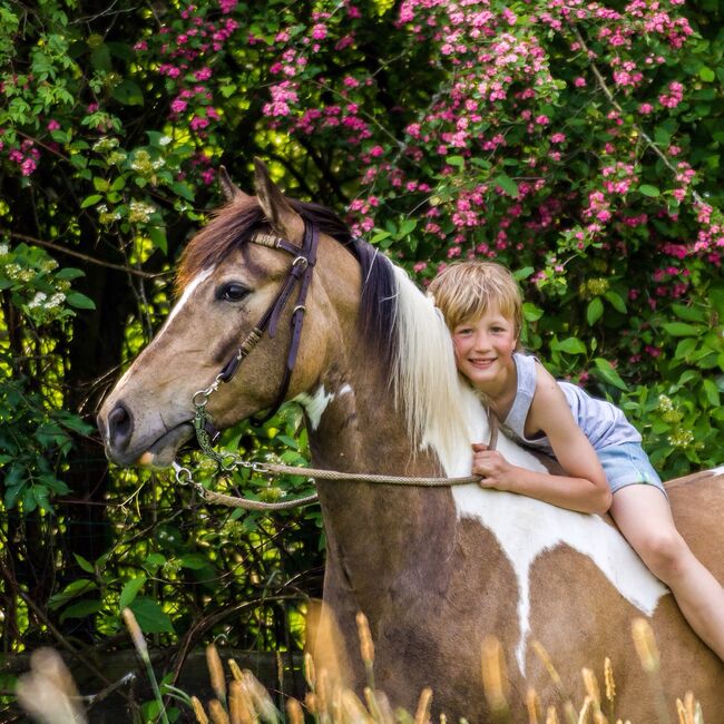 Bildschöner Braunschecke, Gundula Leide, Horses For Sale, Wedemark , Image 2