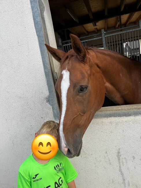Wunderschöne Fuchsstute mit Herz & Perspektive, Lia , Horses For Sale, Leingarten , Image 2