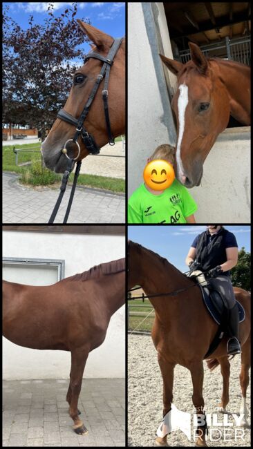 Wunderschöne Fuchsstute mit Herz & Perspektive, Lia , Horses For Sale, Leingarten , Image 6