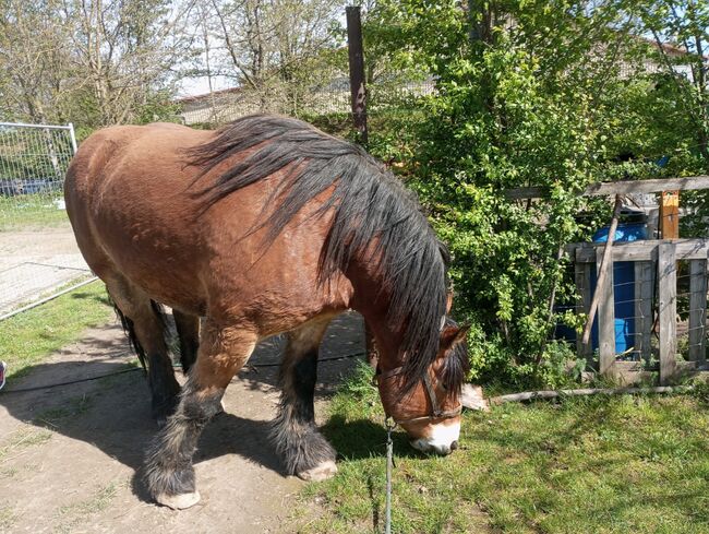 Wunderschöner Kaltblüter sucht Menschen um das Leben zu erobern, Pferdevermittlung Leus, Horses For Sale, Bretten, Image 6