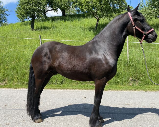 Schöner verschmuster Wallach zu verkaufen, Friedhelm Hanusch , Horses For Sale, Feldkirchen, Image 4