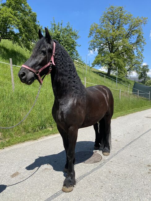 Schöner verschmuster Wallach zu verkaufen, Friedhelm Hanusch , Horses For Sale, Feldkirchen, Image 5