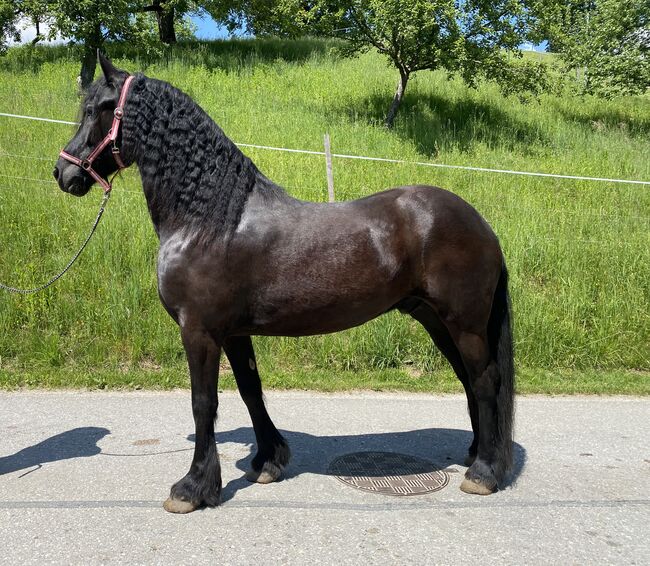 Schöner verschmuster Wallach zu verkaufen, Friedhelm Hanusch , Horses For Sale, Feldkirchen, Image 6