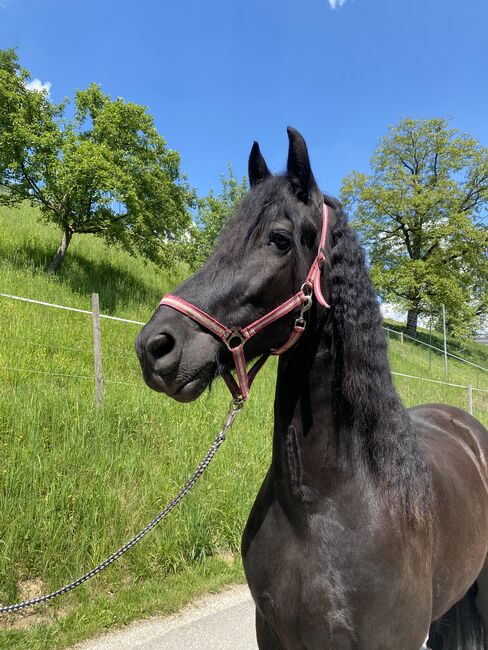 Schöner verschmuster Wallach zu verkaufen, Friedhelm Hanusch , Horses For Sale, Feldkirchen