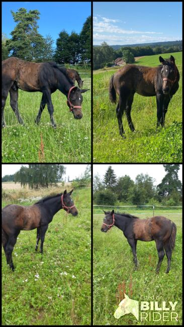 Bildhübsches, dunkelbraunes Quarter Horse Hengstfohlen, Kerstin Rehbehn (Pferdemarketing Ost), Horses For Sale, Nienburg, Image 9