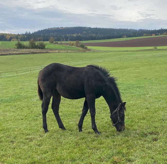 Bildhübscher, dunkelbrauner Quarter Horse Hengst, Kerstin Rehbehn (Pferdemarketing Ost), Horses For Sale, Nienburg, Image 3